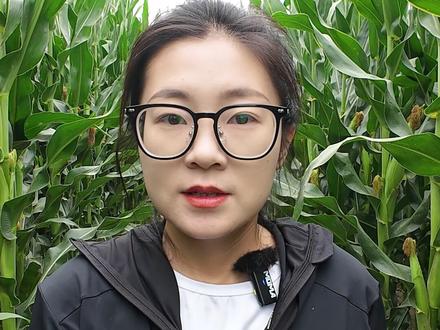 敦煌农艺大讲堂——玉米散粉结束管理要点