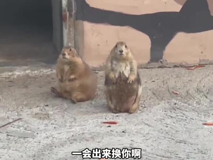 土拨鼠换班流程。来源:@idol dad #搞笑