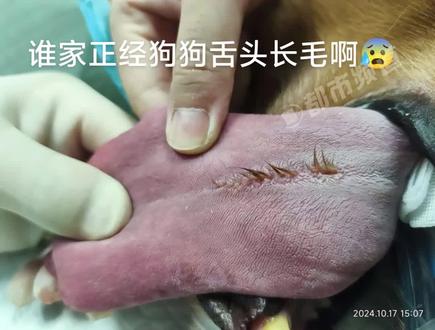狗狗舌头上竟然长毛了!网友:是舔毛卡进去的 可以拔!#狗 #狗子成精了 (来源:@一条翠花狗 )