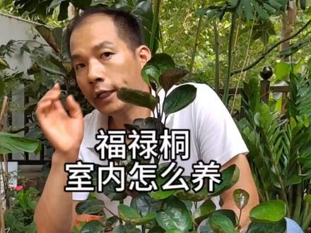 福禄桐寓意好,北方室内养比较合适,把我的养护经验分享给你#福禄桐#花卉绿植 #分享家庭养花知识