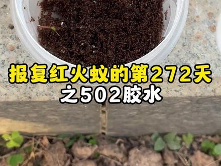 往百万头红火蚁身上倒入502胶水!会发生什么逝?#红火蚁 #红火蚁入侵 #神奇的动物在抖音 #消灭红火蚁 #观察昆虫