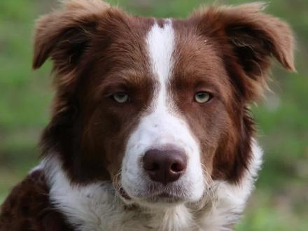 狗狗低吼有几种意思#狗狗 #低吼 #狗狗小知识 #萌宠