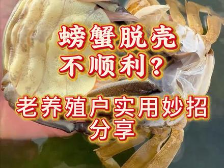 这个视频教会你螃蟹顺利脱壳#水产养殖 #河蟹养殖 #螃蟹