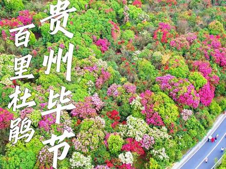 贵州春日限定,百里杜鹃红遍山野 春日来信,杜鹃开得正盛#来贵州遇见一场限定的杜鹃花海 #谁还没来过百里杜鹃 #总要去一次百里杜鹃吧 #踏遍人间春色独醉百里杜鹃 #春假去哪里玩