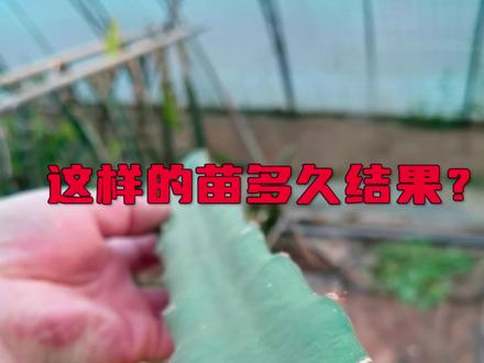 #来抖音学农枝 #乡村英才计划 #火龙果树怎么修剪 #抖音农技人 #名果坊火龙果 改名字了,花里胡哨的都去掉了,大家重新认识一下,我就是那个最靓的仔😍