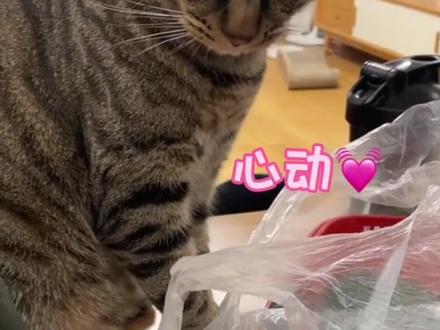 你家猫也这样吗?#谁懂洗过草莓的水和叶子对猫有多大诱惑力!猫主人:它不爱吃草莓就爱草莓蒂 #草莓 #猫 #养猫人 #记录猫咪日常