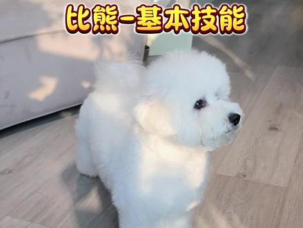 狗狗哪个技能你最喜欢#训犬 #狗子技能 #如何训练小狗