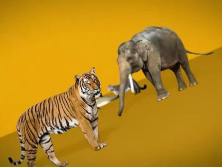 被人类吃到灭绝的动物,从50亿只到彻底消失,其中一种仅用了27年01