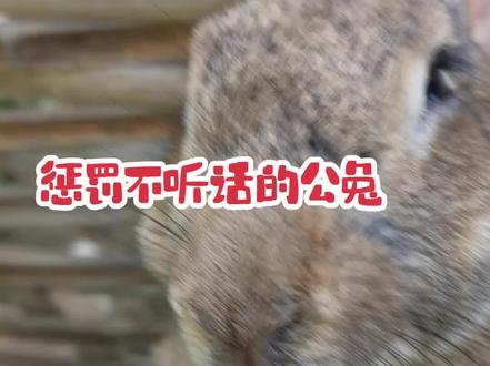 兔子的哀嚎#兔叽兔叽 #散养兔 #养兔日记#慢城桃花源