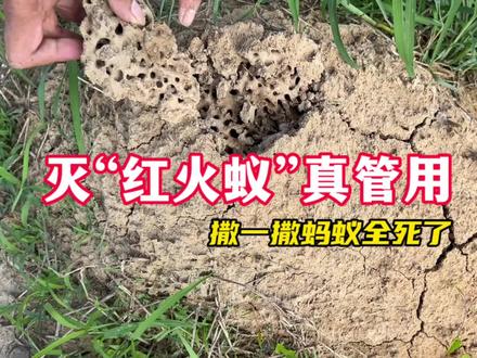 灭红火蚁还得用这种,往蚁窝撒一撒诱饵,一个星期后蚁巢只剩空穴#红火蚁 #红火蚁入侵 #消灭外来入侵物种 #红火蚁防治 #蚂蚁药