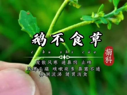 鹅都不吃的植物,有什么特别之处呢?#鹅不食草 #植物科普