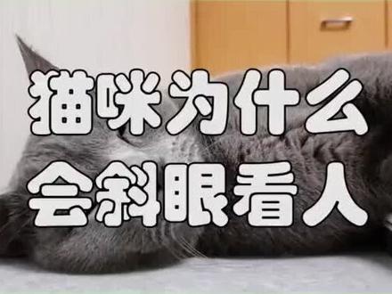 猫咪为什么会斜眼看人?#蓝猫 #猫咪迷惑行为大赏