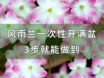 风雨兰一次性开满盆,3步就能做到@抖音小助手 #养花 #园艺 #风雨兰 #乡村守护人#来抖音学农技