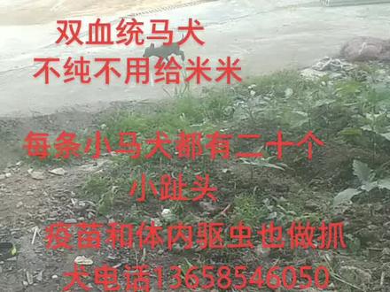 #高动力马犬 #精品马犬 #看家护院 #双血统马犬出售 19185562391大小犬都有