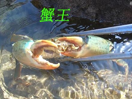 退潮后海边水坑里被搁浅了好多海鱼,珊瑚下还躲藏着大青蟹 #赶海
