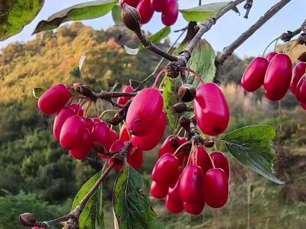 山茱萸三种搭配#倪师中医养生#日常养生
