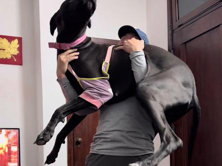 巨型犬真的不适合北风呼呼
#大丹犬 #北风呼呼从哪来