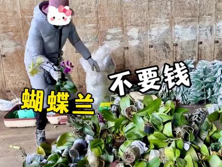 捡到的花后苗换盆后继续开花 蝴蝶兰花后苗可以换什么植料,换好后如何浇水施肥?#蝴蝶兰#蝴蝶兰养护#养花小知识#种植小技巧#养花知识分享