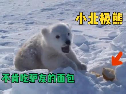 小哥在路边发现一只被母熊抛弃的北极熊幼崽,给它面包却不吃 #爱护大自然保护野生动物 #动物 #野生动物 #北极熊
