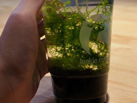 超便宜超简单超方便的养虾教程,瑞幸杯工位养虾,摸摸虾🦐#养虾 #新手养鱼 #养鱼日记 #瑞幸咖啡 #工位摸鱼