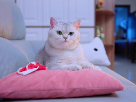 小猫咪给妹妹献血,竟然以为自己快要死了#万物可爱计划 #龙族卡塞尔之门龙蛋狂欢节#龙族卡塞尔之门 #龙族 #绘梨衣