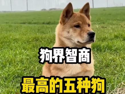 狗界智商第一名,你绝对想不到#萌宠#新手养狗#养狗经验分享