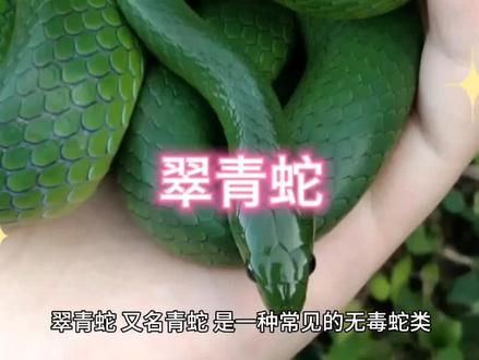 #爱护大自然爱护动物 #科普一下 #大自然 #奇趣自然 保护野生动物,翠青蛇@DOU+小助手