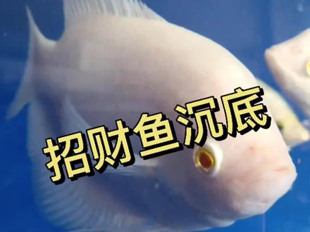 观赏鱼沉底的原因!#虎门观赏鱼 #虎门热带鱼 #观赏鱼
