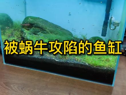 水草鱼缸中杂螺、蜗牛爆缸的原因和处理方法#养鱼日记 #水族 #水草缸 #鱼缸
