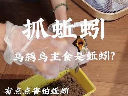 #创作灵感 #上热门🔥 #捡到鸟 捡到一只乌鸫小鸟网上说乌鸫鸟爱吃蚯蚓就给它挖蚯蚓吃#幼鸟成长记 #小鸡宝宝