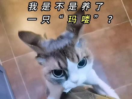 当猫养的!怎么变“玛喽”了?#吗喽 #猫变玛喽 #德文卷毛猫