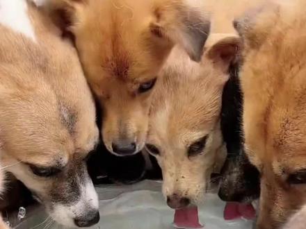狗狗喝水加3样,不花钱还防寄生虫 #养狗小知识 #养狗人 #养狗经验分享 #养狗的乐趣 #科学养宠攻略 @DOU+小助手