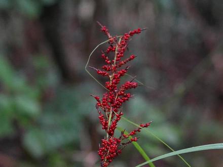 有人说它是高粱的祖先,真的是这样吗? #山稗子