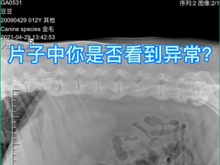一例12岁金毛犬的脾脏肿瘤 肝脏肿瘤的切除;拆除了腹腔里的炸弹💣终于可以安心!#北京宠和源动物医院