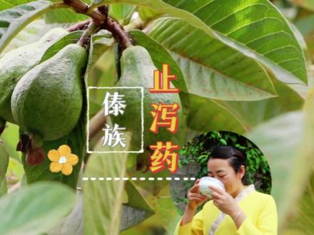 卫生与健康丨番石榴叶是傣族止泻药?快点击视频看看吧。 #卫生与健康 #创国家级卫生县 来源:@中国科学院西双版纳热带植物园