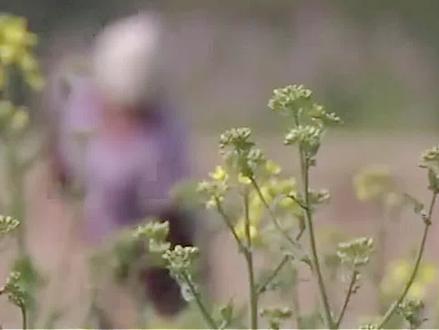 日本人在山东租了1500亩地,闲置5年任野草疯长,他们有何动机?#科普 #日本