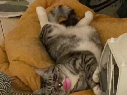 猫咪叫声含义汇总#科学养宠攻略 #宠物知识 #养宠进阶指南