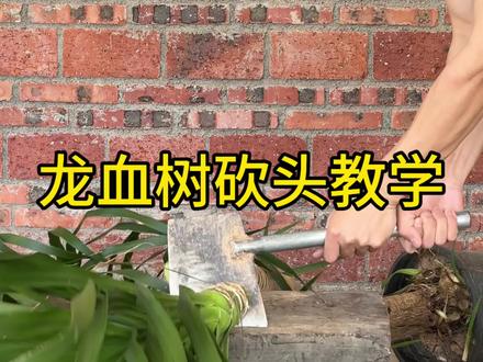 大环境不好,刷到啥就学啥吧#大环境 #龙血树 #室内绿植 #绿植花卉 #龙血树养护