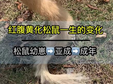 #红腹松鼠 黄化红腹松鼠成长变化