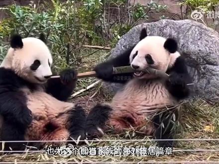 旅日大熊猫晓晓和蕾蕾终于要回到祖国,回到有香香姐姐,妈妈仙女,爸爸比力的家啦