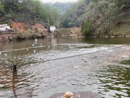 90亩鱼塘如何抓鱼,一网3000斤,这个捕鱼方式大家觉得如何?#鱼塘 #网鱼 #鱼塘塘主