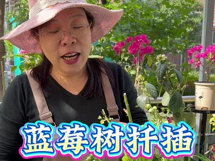 蓝莓不用花钱买,去邻居家剪根枝条就能插活 #蓝莓 #蓝莓扦插 #爱生活爱养花 #养花小知识 #花卉绿植
