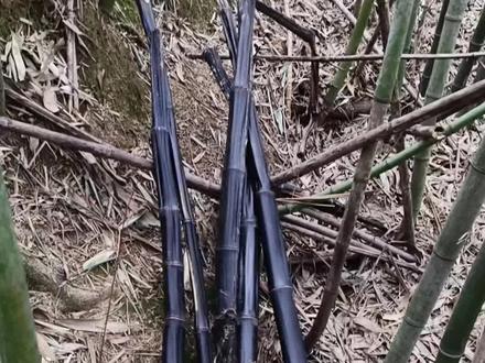 我又采仙人杖来了,仙人杖是一种特殊的竹子,皮黑如漆,中空,味淡能蹭,能把组织里的水蹭出来!仙人杖还有什么作用?感谢蔡老师!#大自然的馈赠 #采药人 #好竹子 #抖音助农扶农 #勤劳的农村人