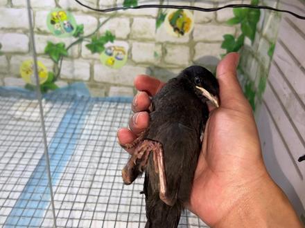 新来的小八哥就这样被我征服了#鹩哥八哥 #训鸟 #养鸟 #养在院子里的宠物 #搞笑视频 #宠物 #萌宠成精了 #动物的迷惑行为 #动物世界