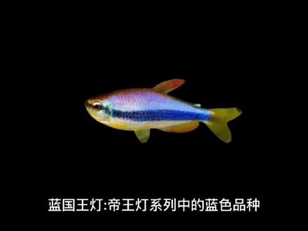 蓝国王灯:帝王灯系列中的蓝色品种。习性方面,其体格强健,性情温和活泼,可以和其他小型鱼混养。适合入门不久的新手养殖。#观赏鱼 #南美 #灯科鱼 #混养 #蓝国王灯