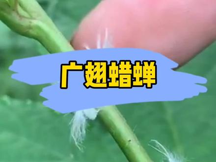 这种昆虫很常见,估计很多人叫不上来名字~ #昆虫 #dou #好奇昆虫