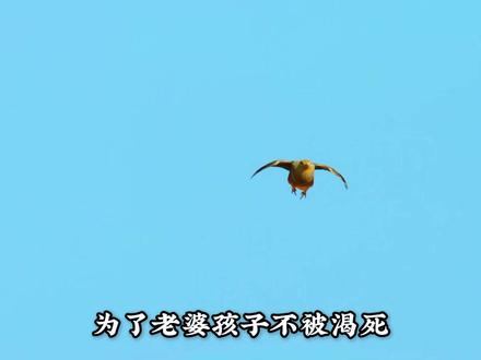 沙鸡用羽毛储水,每天往返飞行200公里,沙漠里的“运水工” #动物世界 #动物科普#沙鸡 #抖音精选 #抖音硬核版