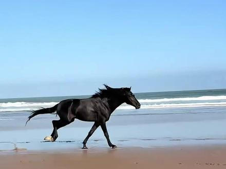 千万别去可怜绑腿的马,纯魔丸来着 #新疆 #魔丸 #骑马 #草原 #被绑腿的马