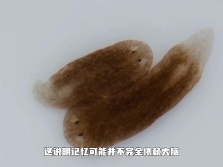 把它切成279段,你会得到279个全新大脑:它有永生之门钥匙#科普 #科普一下 #有趣的知识又增长了
