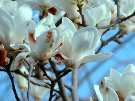 今天是3月12日,星期四,植树节, 今天是3月12日,星期四,植树节,早安。种下一树新绿,长出一片春光。天地开泰,人间向暖。愿你如风清朗,如花盛放,如树生长,向下扎根,向上成林;愿岁月缓缓,枝叶渐繁,四时常青。春风不迟,希望有期。愿你安好,此春无恙#植树节 #植树节快乐 #植树节活动 #3月12日植树 #早安